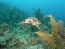 Classic Travel - Gallery - Belize Scuba