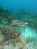 Classic Travel - Gallery - Belize Scuba