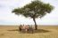 Classic Travel - Gallery - Classic African Safari