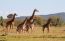 Classic Travel - Gallery - Classic African Safari