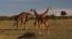 Classic Travel - Gallery - Classic African Safari