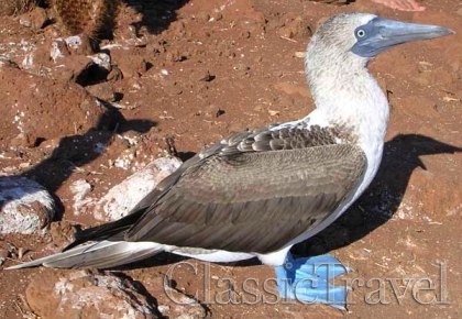 Classic Travel - Trip - Ecuador & Galapagos